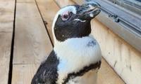 Runaway penguin found 45km away from home after two weeks