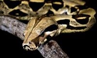 Thirteen-foot Python Strangles Thai Woman For 2hrs Before Dramatic Rescue