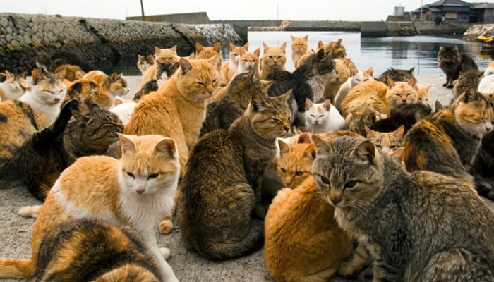 Cats crowd the harbour on Aoshima Island in Ehime prefecture in southern Japan on February 25, 2015.— Reuters