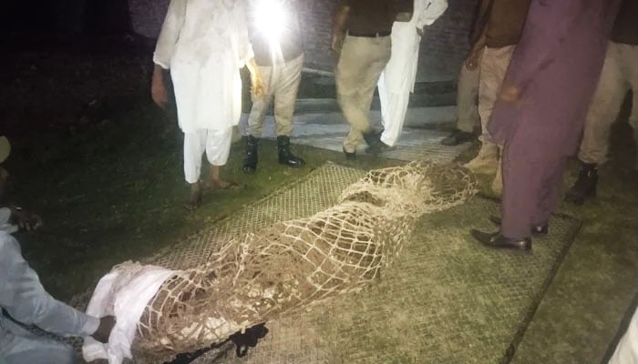 The rare breed crocodile is seen wrapped in a net as the officials look on to it after the raid in Kasur on October 2, 2024. — Reporter