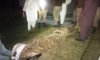 VIDEO: Punjab Wildlife Department Seizes Rare Marsh Crocodile