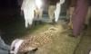 VIDEO: Punjab Wildlife Department seizes rare marsh crocodile