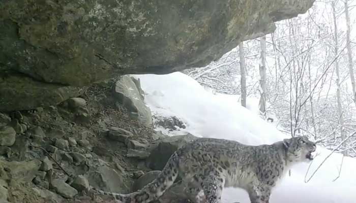 Sccrengrab from a Twitter video shows a rare snow leopard n Khaplu, Gilgit-Baltistan.