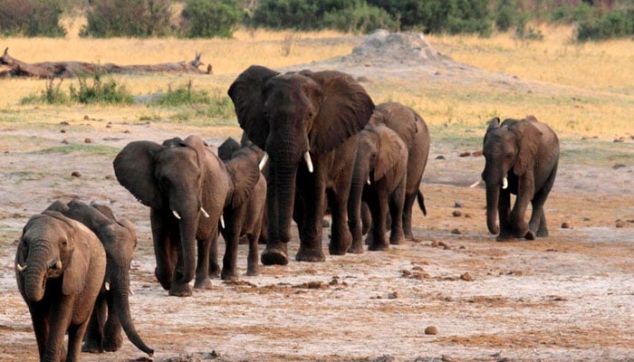 A herd of elephants walk past a watering hole in Hwange National Park, Zimbabwe. — Reuters/File