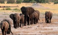 Wildlife Populations Drop By More Than 70%: WWF