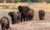 Wildlife populations drop by more than 70%: WWF