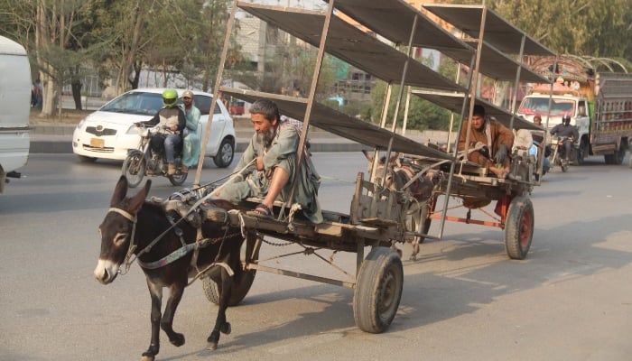 Vendors on their donkey carts loaded with goods are moving towards their destination in Karachi on January 2, 2024. —Online