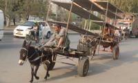 From Backbone To Burden: Karachi's Donkey Carts Fade As Expenses Rise