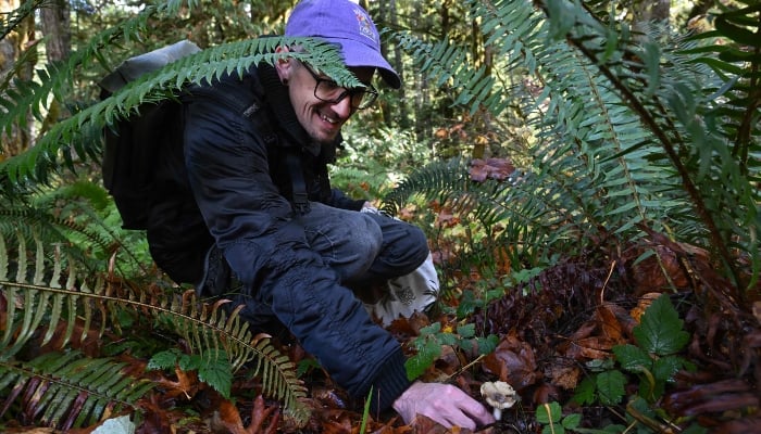 Graham Steinruck, certified wild mushroom identification expert finds a honey mushrooms (Armillaria spp) during a mushroom biodiversity survey near Port Angeles, Washington, on October 17, 2024. —AFP