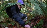 Mycologists In Search Of New Mushroom Species