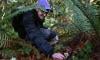 Mycologists in search of new mushroom species