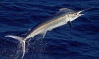 Swordfish Impales Surfer To Death In Indonesia