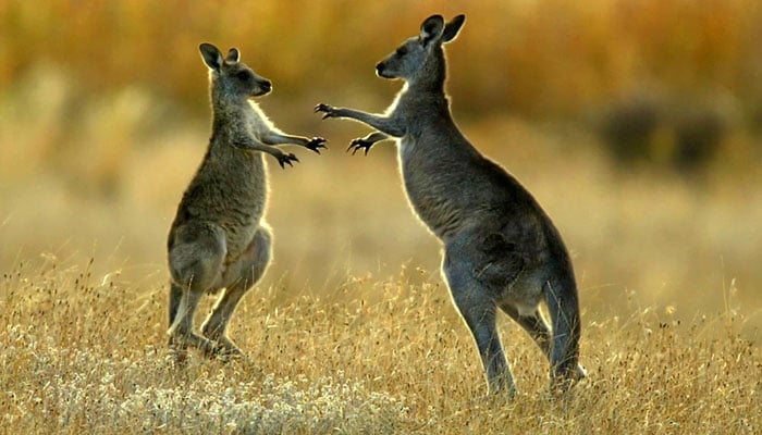 Two juvenile kangaroos dance around each other as they fight in Namagi National Park near Australias capital of Canberra. — Reuters/File