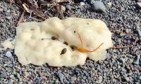 Alien Poo Or Whale Boogers? Globs On Canadian Shores Stump Scientists