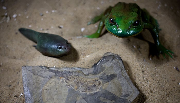 A fossil of the worlds oldest tadpole, which coexisted with dinosaurs in the Middle Jurassic about 165 million years ago, is pictured next to a 3D-printed representation of the tadpole and of a fully developed frog, in Buenos Aires, Argentina on October 28, 2024. — Reuters