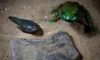 Scientists Unearth World's Oldest Tadpole From Dinosaur Times In Argentina