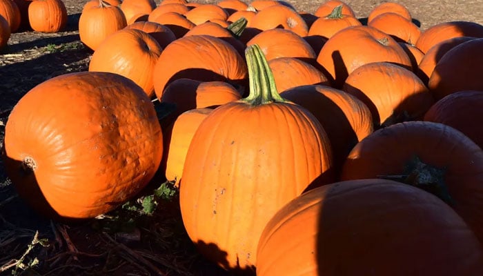 A representational image of pumpkins in a field. — AFP/file