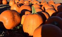 Man Breaks World Record By Paddling Pumpkin For 45.57-miles