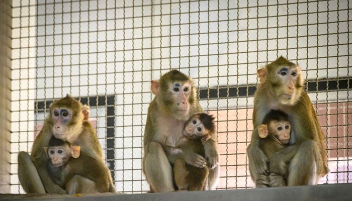 Representational image of monkeys kept in an enclosure. — AFP