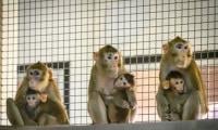 US Town On Alert After 43 Monkeys Escape Research Facility