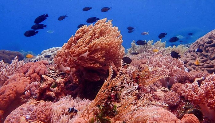 A representational image showing a coral reef. — Reuters/File