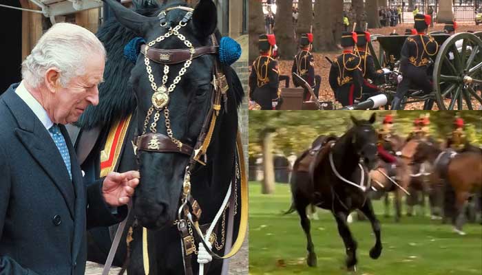 Royal horse creates show in Green Park on King Charles big day