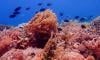 Scientists discover world's largest coral