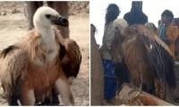 VIDEO: Wildlife Guards Rescue Vulture In Rahim Yar Khan's Rukanpur