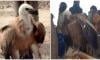 VIDEO: Wildlife guards rescue vulture in Rahim Yar Khan's Rukanpur