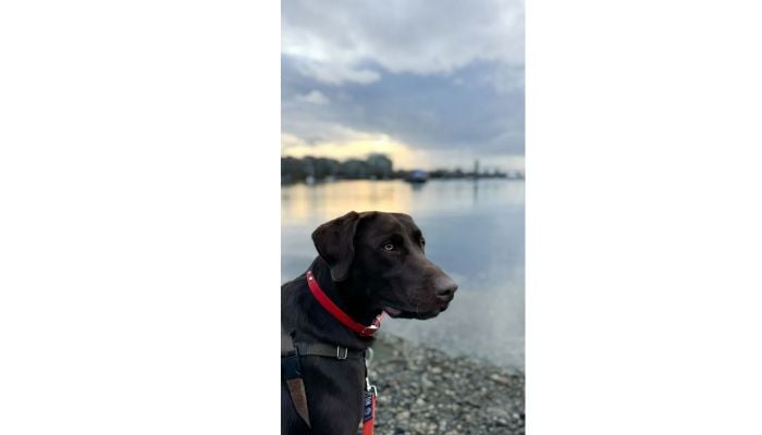 Zachary Bryan enjoyed the sunset with his Labrador at the beach.