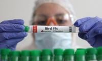 Bird Flu Builds Up Danger For Breakfast In US