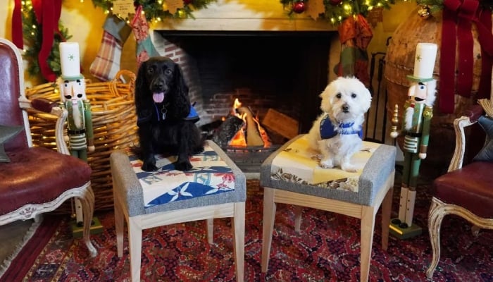 King Charles and Queen Camilla host rescue dogs for festive photoshoot at Highgrove Estate