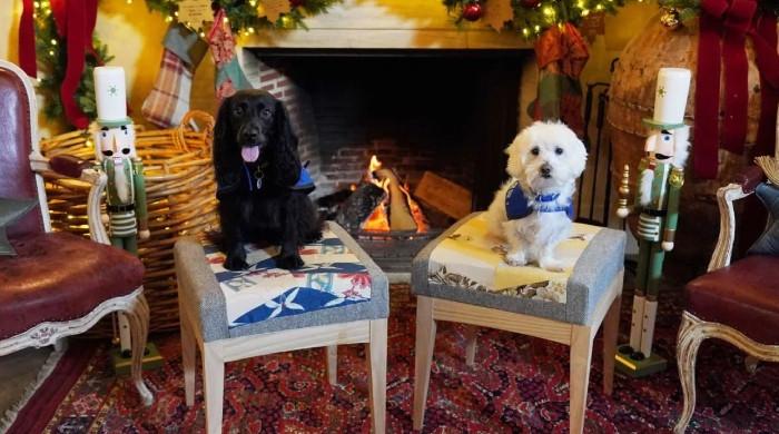 King Charles, Queen Camilla host heartfelt photoshoot with rescue canines