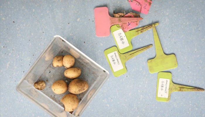 Chinese Scientists Develop Climate-Resistant Potatoes to Combat Global Warming