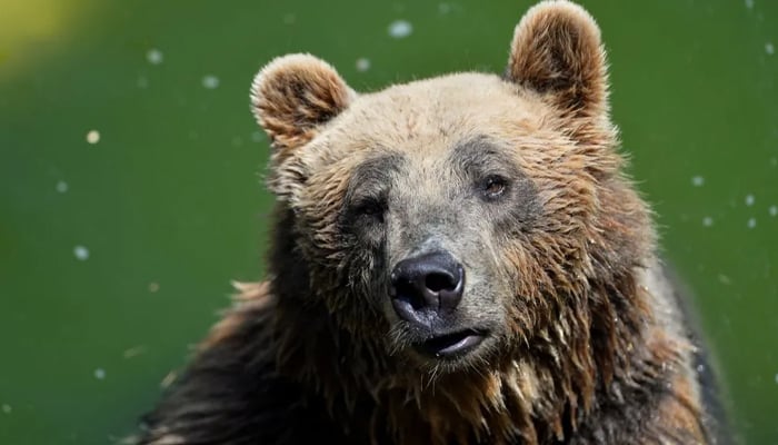 A representational image of a Marsican bear. — AFP/file