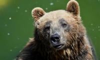 Bear Steals Inflatable Grinch Christmas Decoration From Home