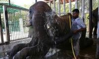 Elephant Sonia Dies At Karachi's Safari Park