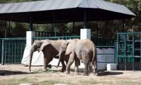 Safari Park Admin 'cleared' Of Blame In Elephant Sonia's Death