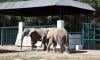 Safari Park admin 'cleared' of blame in elephant Sonia's death