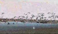 VIDEO: Siberian Birds Flock To Ormara's Scenic Taaq Beach In Balochistan