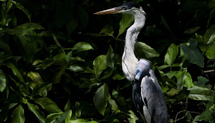 A heron with a plastic cup stuck through its throat sits among vegetation, in Rio de Janeiro, Brazil, on December 6, 2024. —Reuters