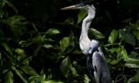 Heron Soars Again After Plastic Cup Removal From Throat