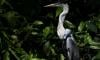 Heron soars again after plastic cup removal from throat