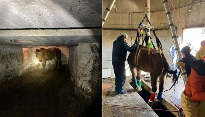 The horse captured in the basement (L) and the horse being pulled out by a puller. — Facebook/ El Dorado Search and Rescue