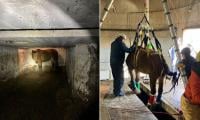 Horse Rescued From Basement Of Abandoned Grand Silo