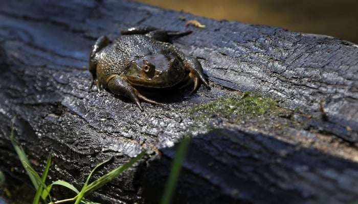 A Chilean frog (Calyptocephalella gayi) sits on a tree trunk in a wetland in the middle of a neighbourhood in the city of Quilpue, Chile, December 8, 2024. — Reuters