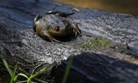 Chilean Giant 'living Fossil' Frog At Risk From Climate Change, Human Impact