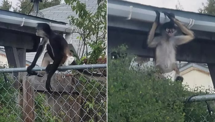 The escaped spider monkey pet pictured by the Animal Care Services while it was flinging from roof-to-roof in the neighbourhood. — Animal Care Services (ACS)/file