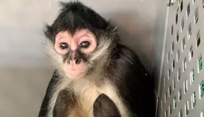 The escapee spider monkey pictured after being captured. — Animal Care Services (ACS)/file