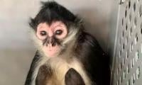 Animal Services Summoned After Spider Monkey Goes On Loose